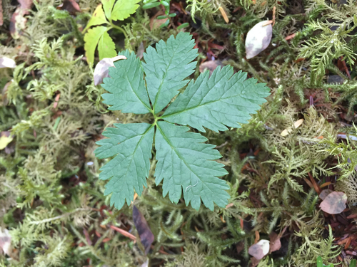 Five-leaf Dwarf Bramble