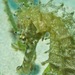 Observation photo