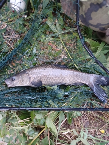 Black Carp