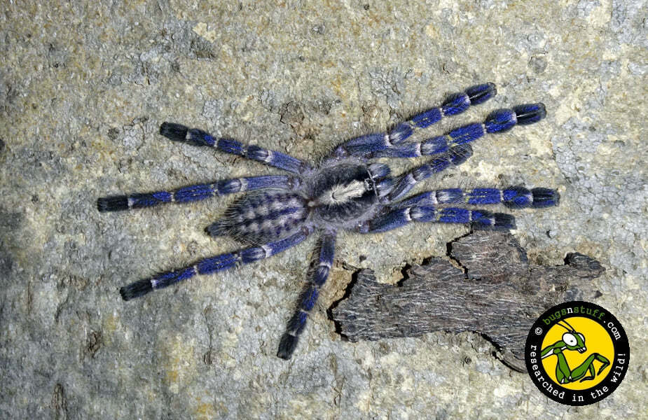 Gooty Sapphire Ornamental Tarantula (Poecilotheria metallica