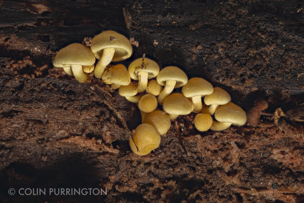 Sulphur tufts (Hypholoma fasciculare) on log