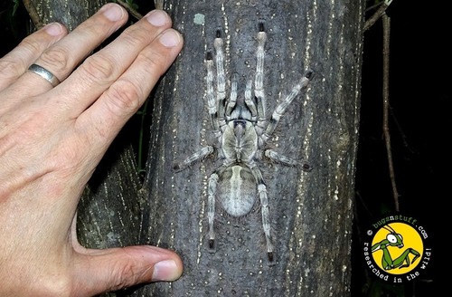 Poecilotheria formosa