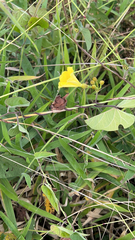 Camonea umbellata image