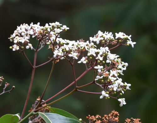 Nectandra turbacensis image