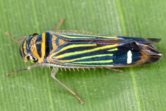 Image of Dilobopterus lineosus