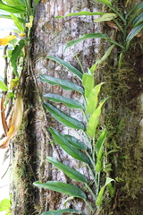 Image of Rhodospatha osaensis