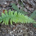 Blechnum microphyllum - Photo (c) Patrich Cerpa, todos los derechos reservados, uploaded by Patrich Cerpa