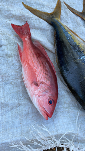 South Pacific Red Snapper (Lutjanus peru)