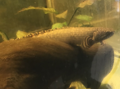 Ornate Bichir