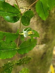 Mouriri myrtilloides image