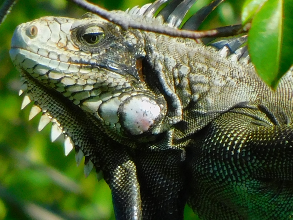 Saban black iguana from Saint Peter Parish, Montserrat on February 2 ...