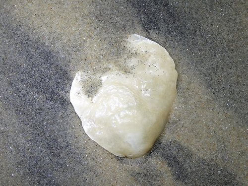 Pearly Jingle