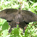 Papilio helenus mooreanus - Photo (c) ToutTerrain, all rights reserved, uploaded by ToutTerrain