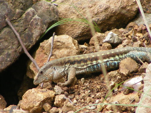 Colima Giant Whiptail