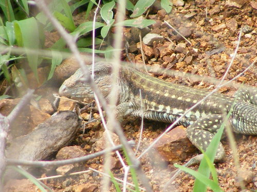 Colima Giant Whiptail