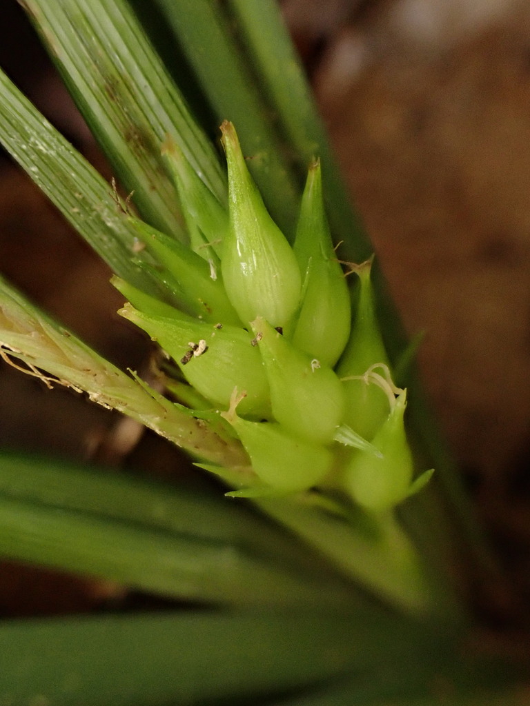 Carex hoozanensis (Carex hoozanensis)