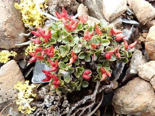 Salix rotundifolia var. dodgeana