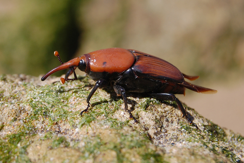 Red Palm Weevil