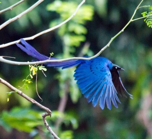Long-tailed Glossy Starling