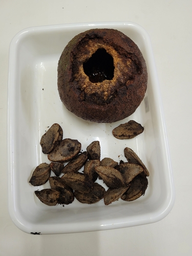 Brazil Nut