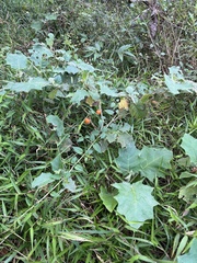 Solanum pectinatum image