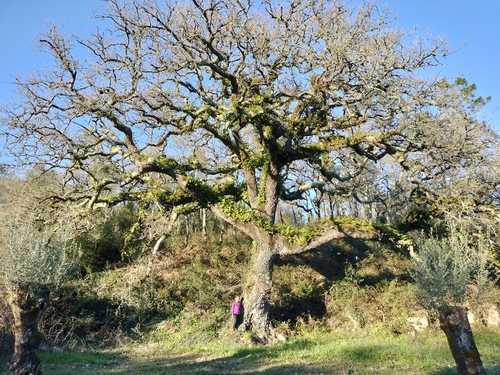 Portuguese oak