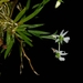 Phymatidium delicatulum - Photo 由 Luiz Kalashinov 所上傳的 (c) Luiz Kalashinov，保留所有權利