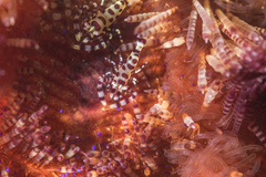 Coleman Shrimp