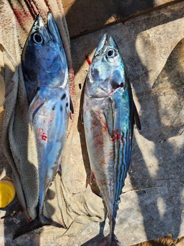 Black Skipjack