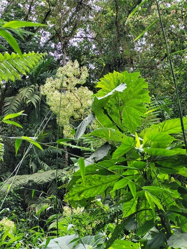 Begonia parviflora image