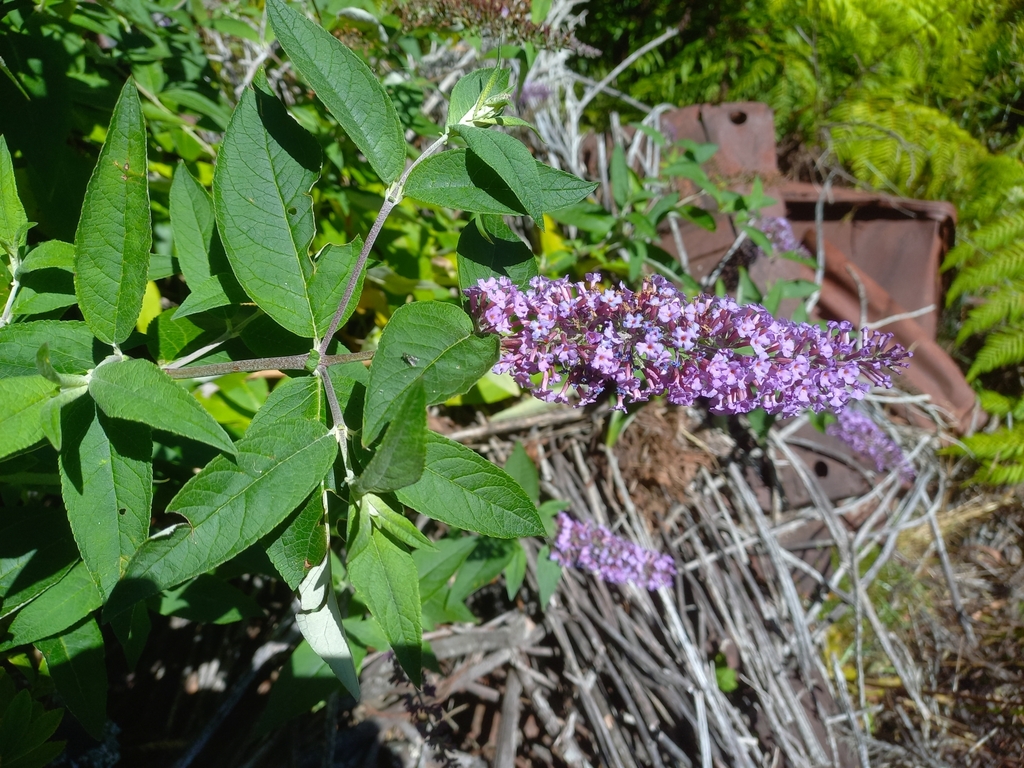 Butterfly bush from Blackheath NSW 2785, Australia on February 05, 2023 ...