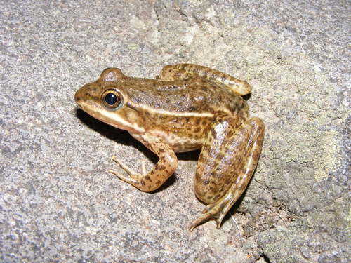 Zweifel's Frog