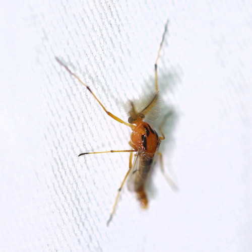 Clinotanypus planus · iNaturalist Clinotanypus planus