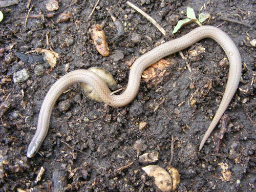 Pacific Coast Centipede Snake