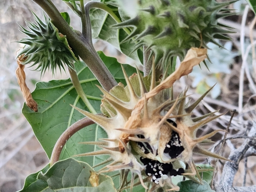 desert thorn-apple