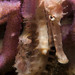 Observation photo