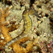 Observation photo