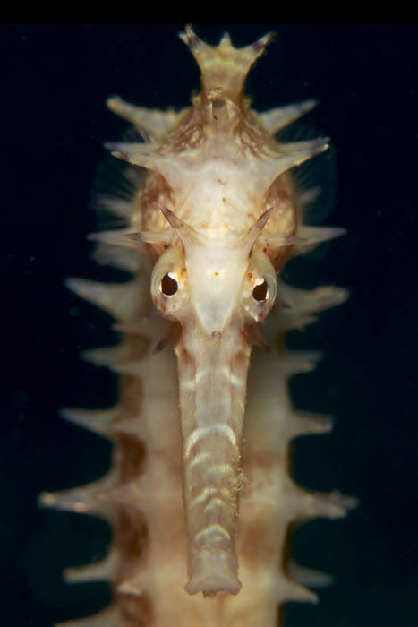 Spiny Seahorse in June 2012 by seahorses_of_the_world. Goos Van der ...