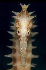 Thorny Seahorse