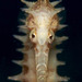 Observation photo