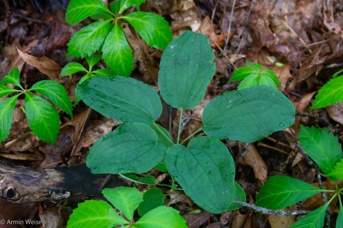 Smilax hugeri (Small) J.B.Norton ex Pennell