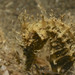 Observation photo