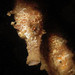 Observation photo