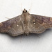 Omiodes basalticalis - Photo (c) john lenagan, all rights reserved, uploaded by john lenagan