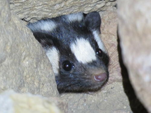Desert Spotted Skunk