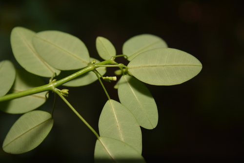 Euphorbia scandens