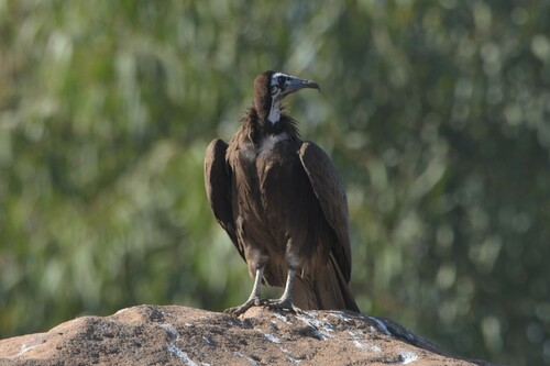 Hooded Vulture