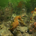 Observation photo