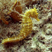 Observation photo