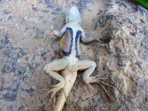 Smith's Rosebelly Lizard